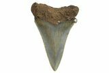 Serrated Angustidens Tooth - Megalodon Ancestor #295739-1